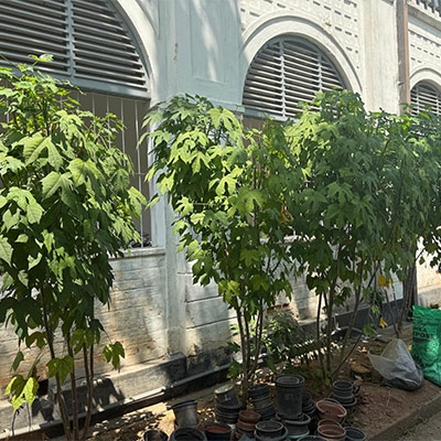 Birth Of PGF At Ananda