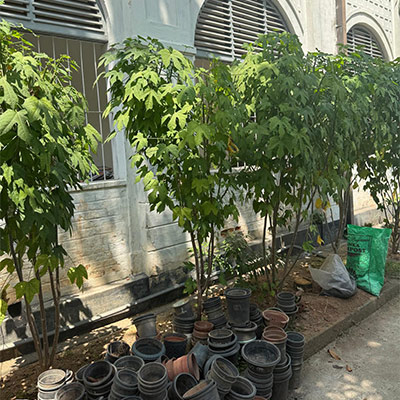 Birth Of PGF At Ananda